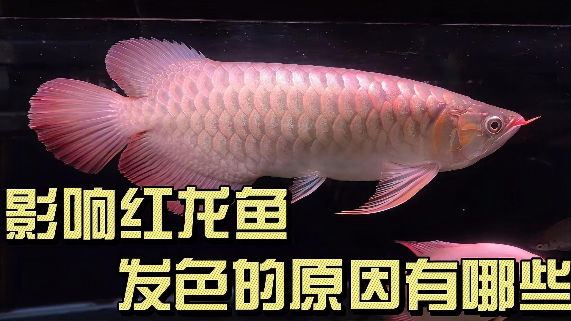 紅龍魚腮部發(fā)色停滯期如何處理？