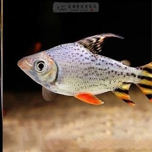 七彩和龍魚混養需要注意的問題：七彩和龍魚混養需要注意什么問題七彩和龍魚混養需要注意什么