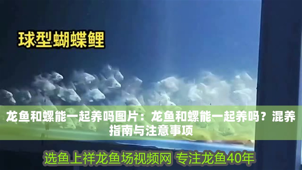 龍魚和螺能一起養嗎圖片：龍魚和螺能一起養嗎？混養指南與注意事項 龍魚和螺能一起養嗎圖片：龍魚和螺能一起養嗎？混養指南與注意事項 龍魚百科 第1張