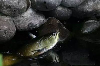 龍魚喂蛙的好處:龍魚喂蛙的好處是補充營養, 龍魚百科 第2張 龍魚喂蛙的好處:龍魚喂蛙的好處是補充營養, 龍魚喂蛙的好處:龍魚喂蛙的好處是補充營養, 龍魚百科 第2張