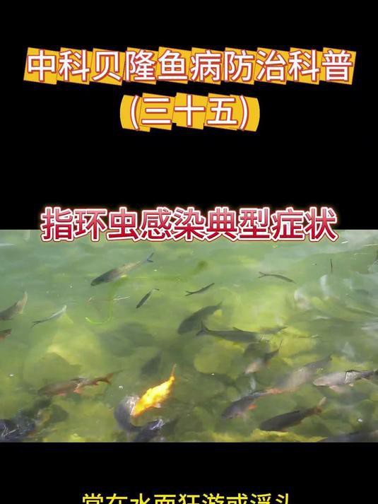 如何判斷紅龍鰓蓋發(fā)白的原因？ 如何判斷紅龍鰓蓋發(fā)白的原因？ 龍魚百科 第7張
