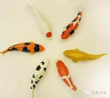 如何判斷紅龍鰓蓋發(fā)白的原因？ 如何判斷紅龍鰓蓋發(fā)白的原因？ 龍魚百科 第11張