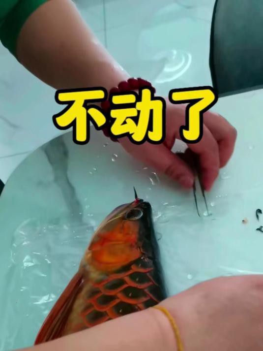 如何判斷紅龍鰓蓋發(fā)白的原因？ 如何判斷紅龍鰓蓋發(fā)白的原因？ 龍魚百科 第3張