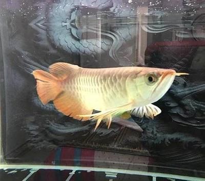 龍魚適合水溫多少度養(yǎng)殖：龍魚適合水溫養(yǎng)殖
