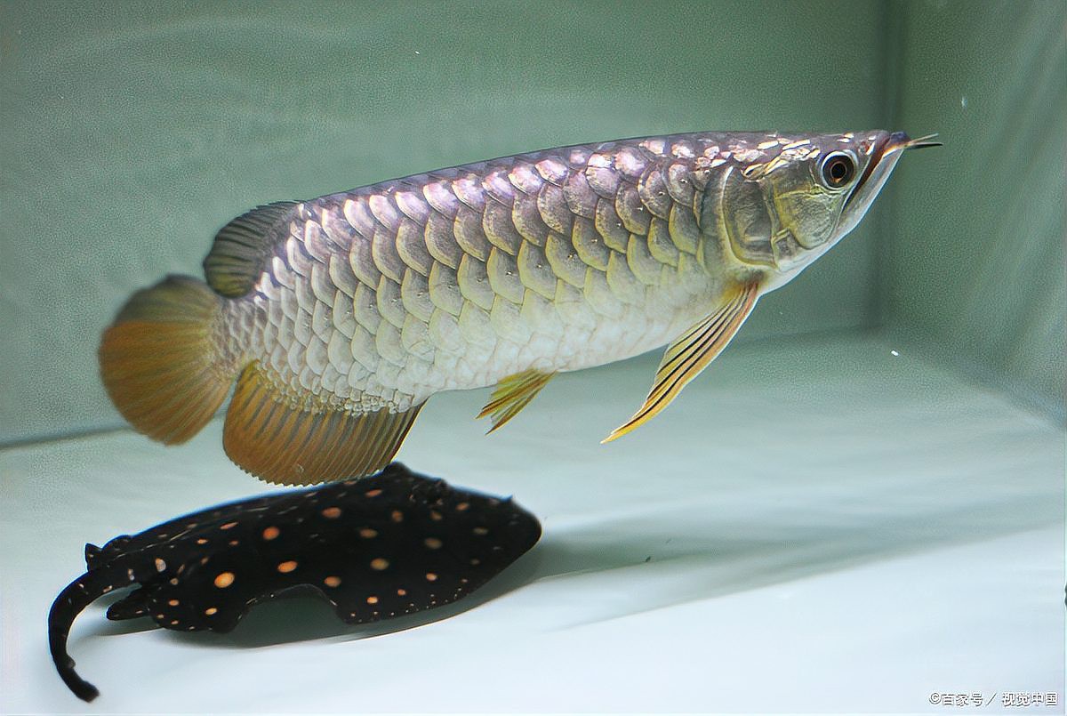 如何挑選優質的紅龍魚繁殖場？