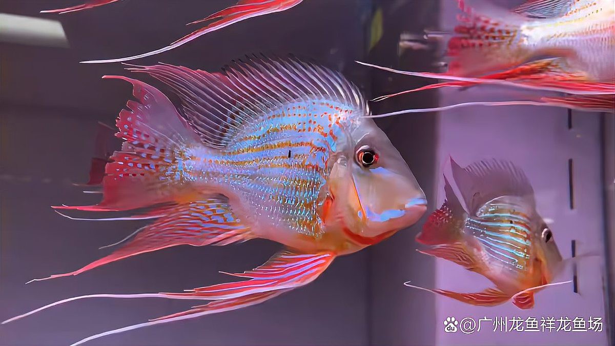 如何挑選優質的紅龍魚繁殖場？