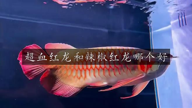 辣椒紅龍和超血紅龍區別