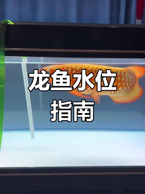 如何選擇適合血紅龍魚的水泵？