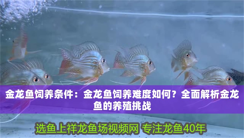 金龍魚飼養條件：金龍魚飼養難度如何？全面解析金龍魚的養殖挑戰 金龍魚飼養條件：金龍魚飼養難度如何？全面解析金龍魚的養殖挑戰 龍魚百科 第1張