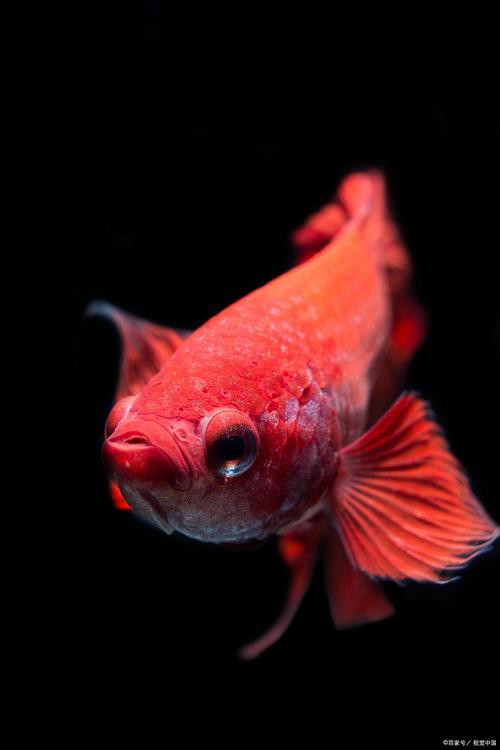 有沒有適合手機屏幕的紅龍魚壁紙？