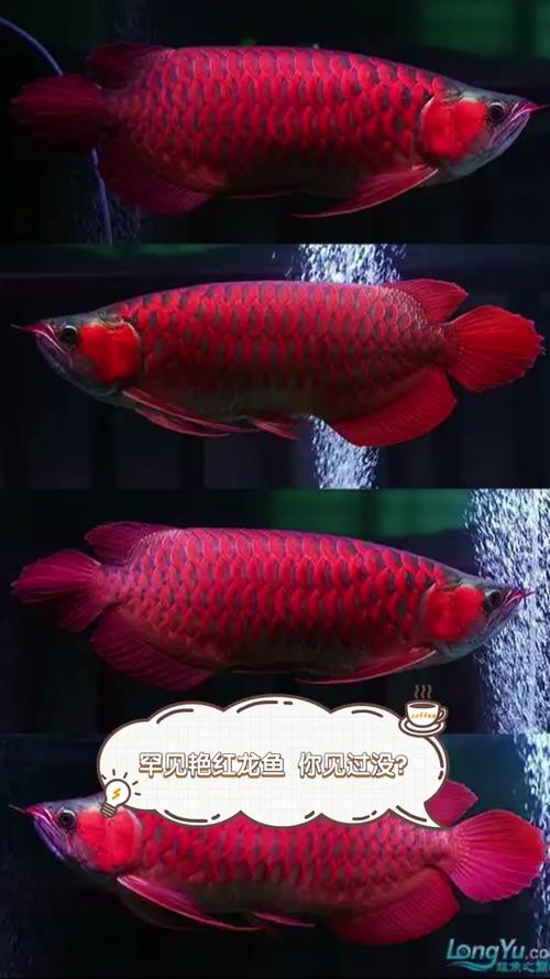 有沒有適合手機屏幕的紅龍魚壁紙？