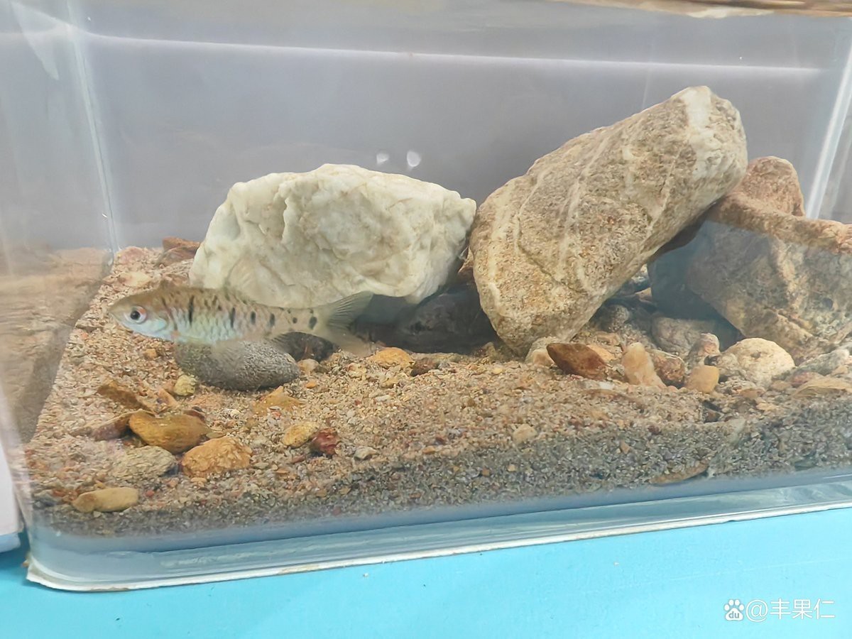 斗魚和雷龍魚哪個(gè)好養(yǎng)