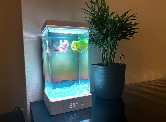 斗魚和雷龍魚哪個(gè)好養(yǎng)