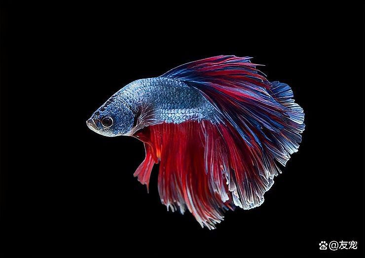斗魚和雷龍魚哪個好養(yǎng)