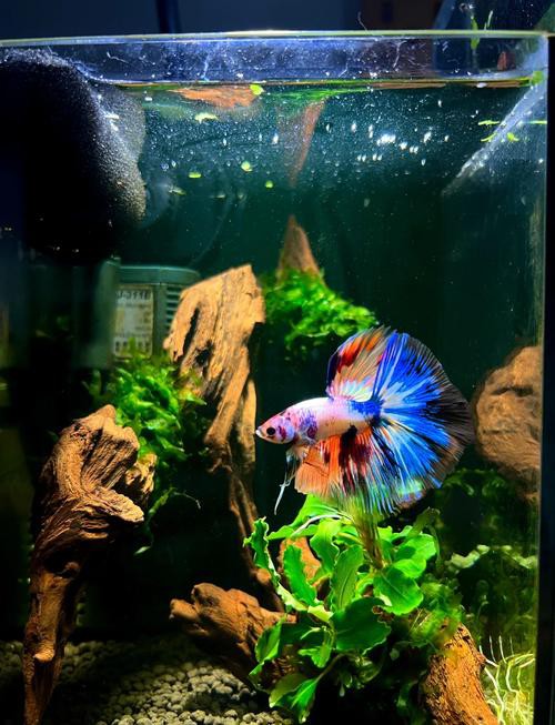 斗魚和雷龍魚哪個(gè)好養(yǎng)