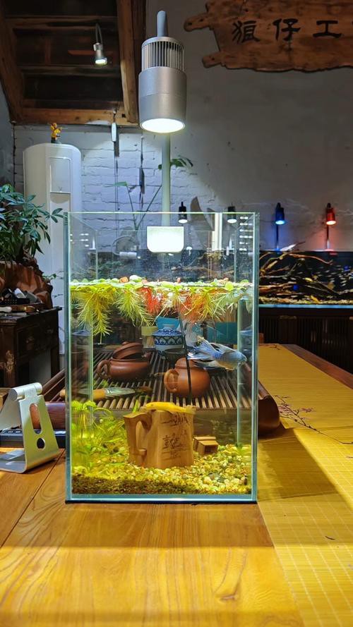 斗魚和雷龍魚哪個(gè)好養(yǎng)