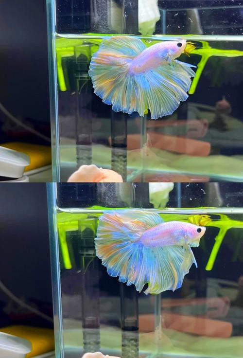 斗魚和雷龍魚哪個(gè)好養(yǎng)