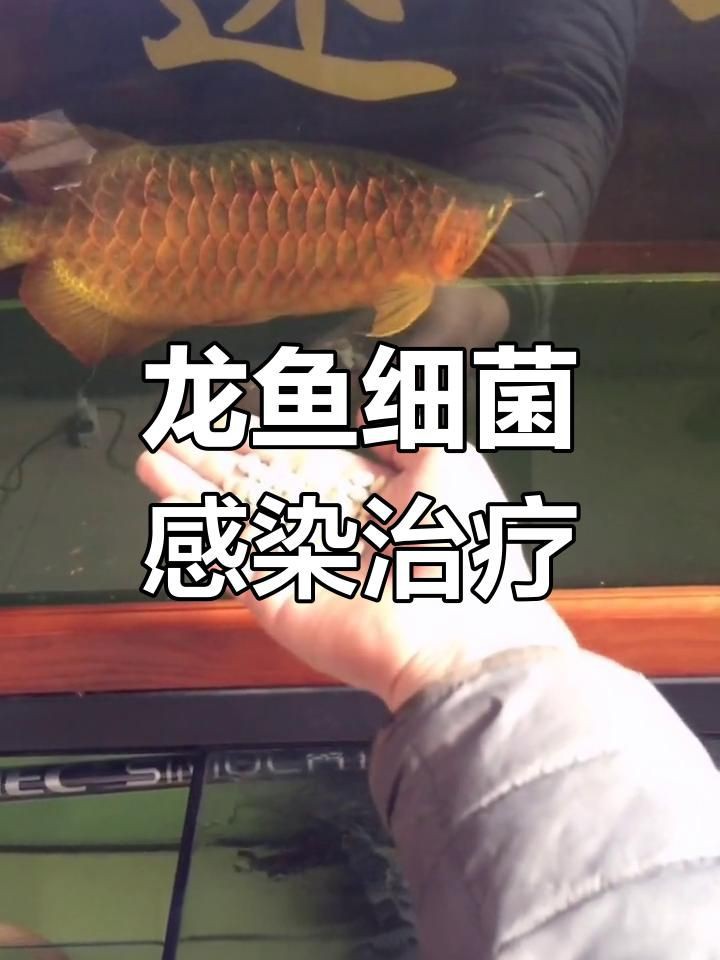 如何預(yù)防龍魚(yú)外細(xì)菌感染？