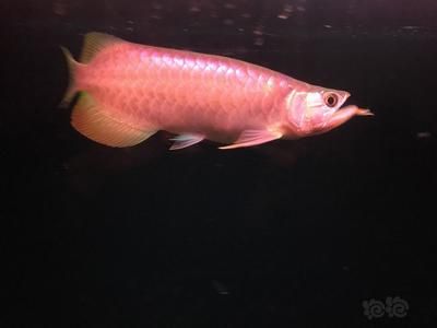 像小龍一樣的魚白色：六角龍魚是一種有尾目蠑螈科的動物