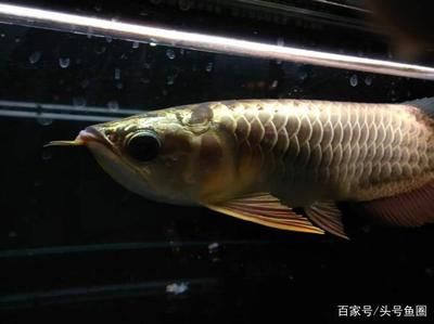 像小龍一樣的魚白色：六角龍魚是一種有尾目蠑螈科的動物
