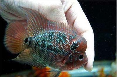 龍魚咬手用不用打狂犬:被龍魚咬傷后如何正確處理龍魚咬傷后的急救措施 龍魚百科 第1張 龍魚咬手用不用打狂犬:被龍魚咬傷后如何正確處理龍魚咬傷后的急救措施 龍魚咬手用不用打狂犬:被龍魚咬傷后如何正確處理龍魚咬傷后的急救措施 龍魚百科 第1張