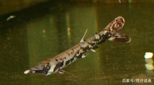 龍魚咬手用不用打狂犬:被龍魚咬傷后如何正確處理龍魚咬傷后的急救措施 龍魚百科 第4張 龍魚咬手用不用打狂犬:被龍魚咬傷后如何正確處理龍魚咬傷后的急救措施 龍魚咬手用不用打狂犬:被龍魚咬傷后如何正確處理龍魚咬傷后的急救措施 龍魚百科 第4張