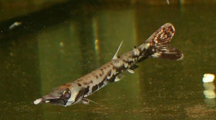 龍魚咬手用不用打狂犬:被龍魚咬傷后如何正確處理龍魚咬傷后的急救措施 龍魚百科 第3張 龍魚咬手用不用打狂犬:被龍魚咬傷后如何正確處理龍魚咬傷后的急救措施 龍魚咬手用不用打狂犬:被龍魚咬傷后如何正確處理龍魚咬傷后的急救措施 龍魚百科 第3張