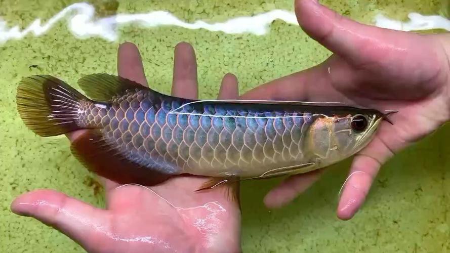 如何辨別古典藍底金龍魚的品質？ 如何辨別古典藍底金龍魚的品質？ 龍魚百科 第13張