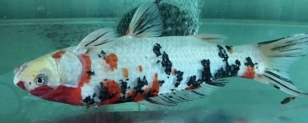 龍魚氯氣中毒怎么辦：龍魚氯氣中毒怎么辦龍魚氯氣中毒的處理方法主要包括以下幾個方面