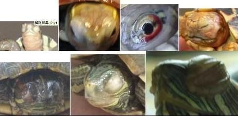 龍魚氯氣中毒怎么辦：龍魚氯氣中毒怎么辦龍魚氯氣中毒的處理方法主要包括以下幾個方面