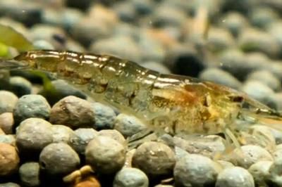 龍魚氯氣中毒怎么辦：龍魚氯氣中毒怎么辦龍魚氯氣中毒的處理方法主要包括以下幾個方面