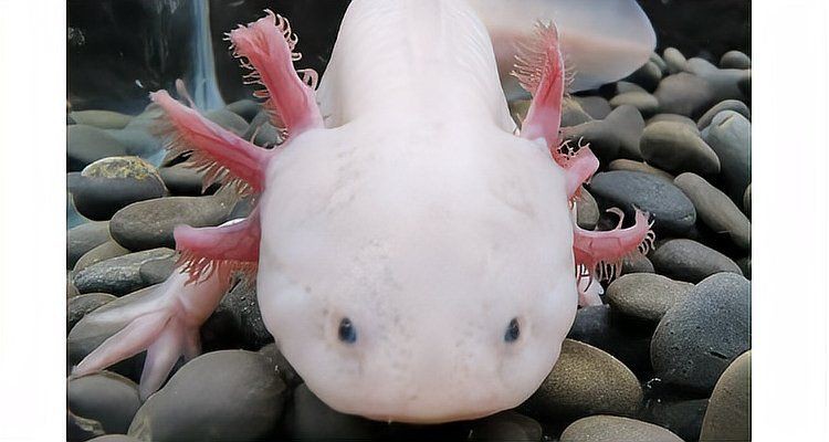 六角恐龍魚有什么危害