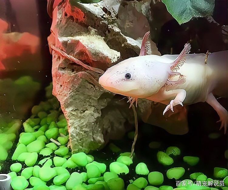 六角恐龍魚有什么危害