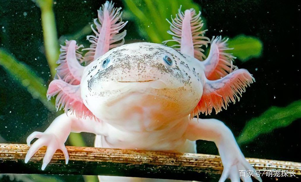 六角恐龍魚有什么危害