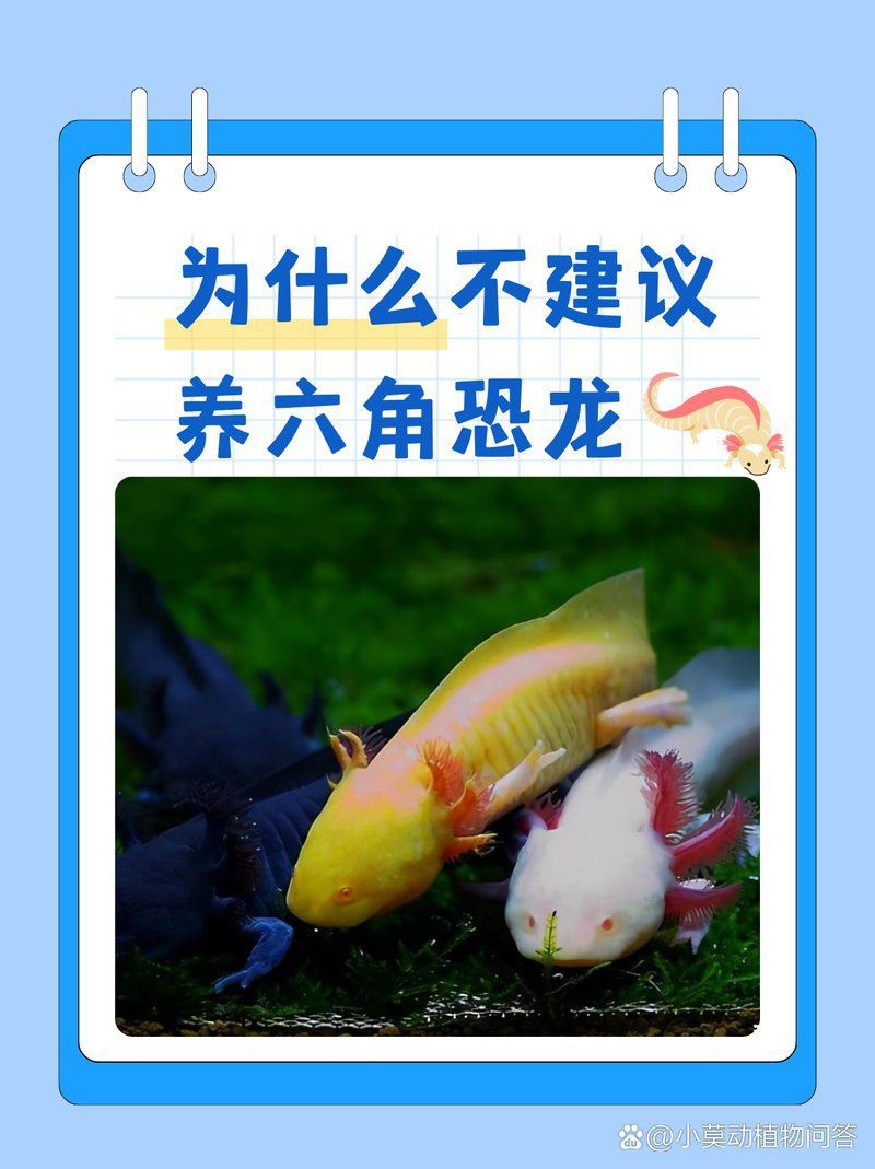 六角恐龍魚有什么危害