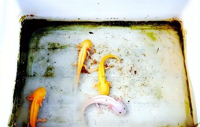 六角恐龍魚有什么危害