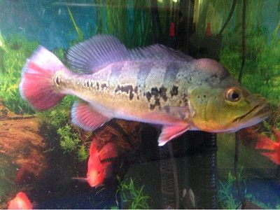 帝王三間魚選購技巧：帝王三間魚混養風險分析帝王三間魚飼料選擇指南