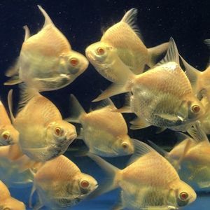 龍魚搭配泰國鯽的好處和功效是什么（龍魚搭配泰國鯽混養的好處和功效，探索兩種魚類混養益處及其對環境影響）