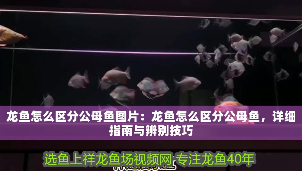龍魚怎么區分公母魚圖片：龍魚怎么區分公母魚，詳細指南與辨別技巧