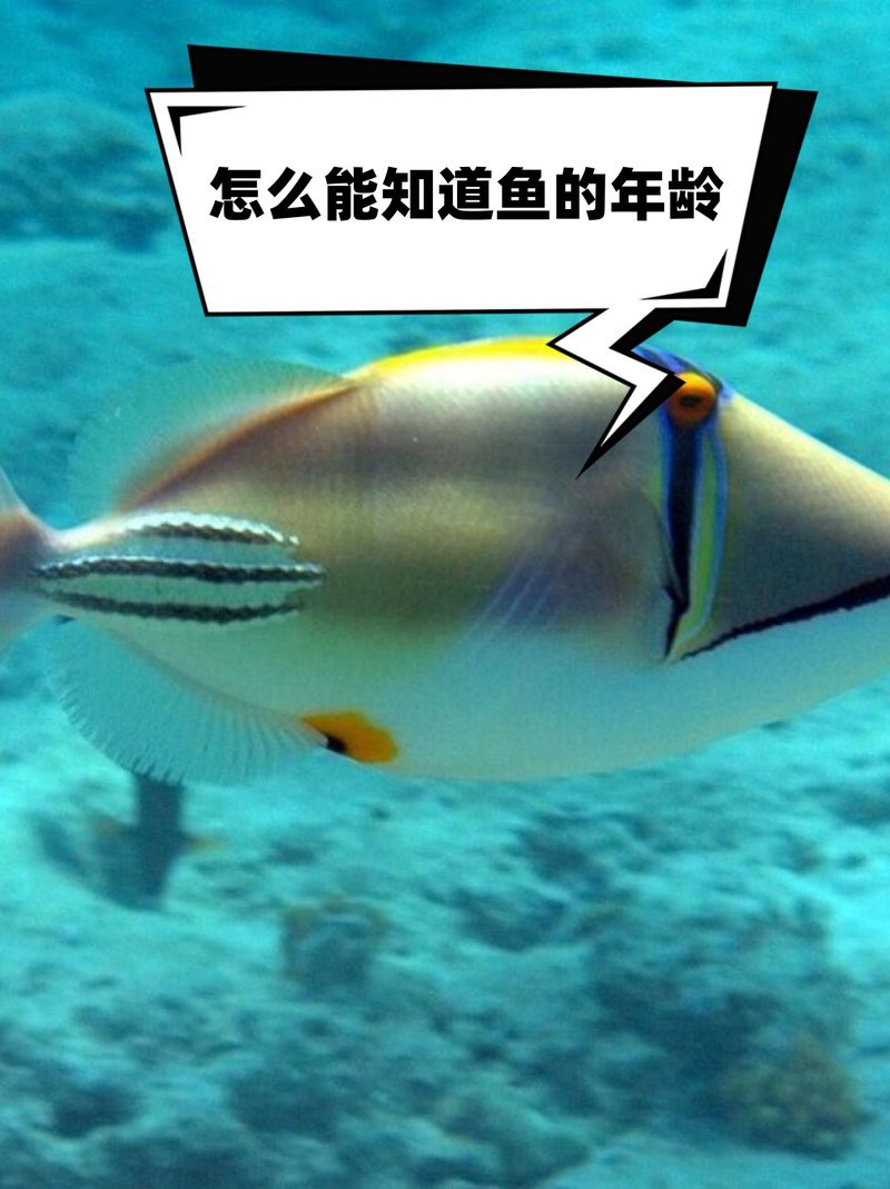 如何判斷黑金剛過背金龍魚的年齡？