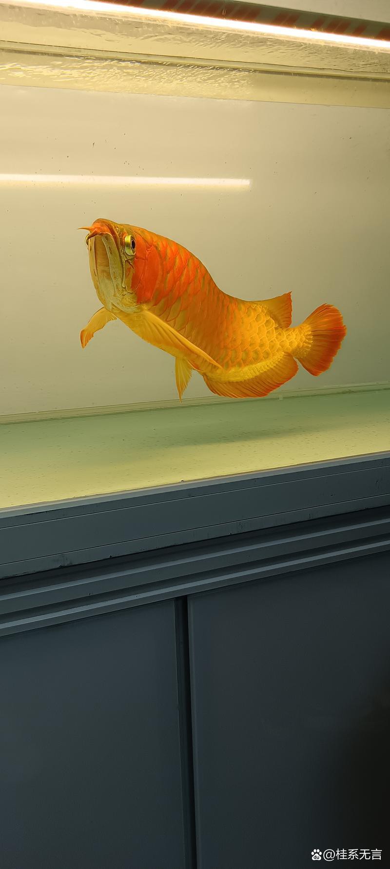 哪里可以找到更多高清龍魚壁紙？ 哪里可以找到更多高清龍魚壁紙？ 龍魚百科 第22張