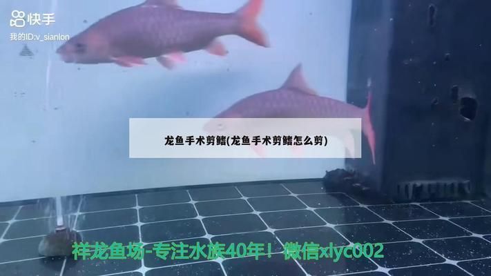 龍魚剪鰭后要怎樣才能長好：龍魚剪鰭后如何促進其長好