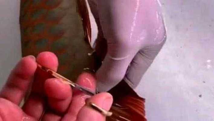 龍魚剪鰭后要怎樣才能長好：龍魚剪鰭后如何促進其長好