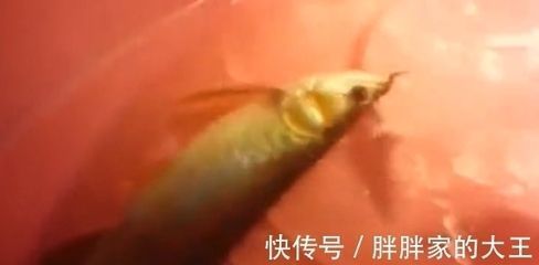 龍魚剪鰭后要怎樣才能長好：龍魚剪鰭后如何促進其長好