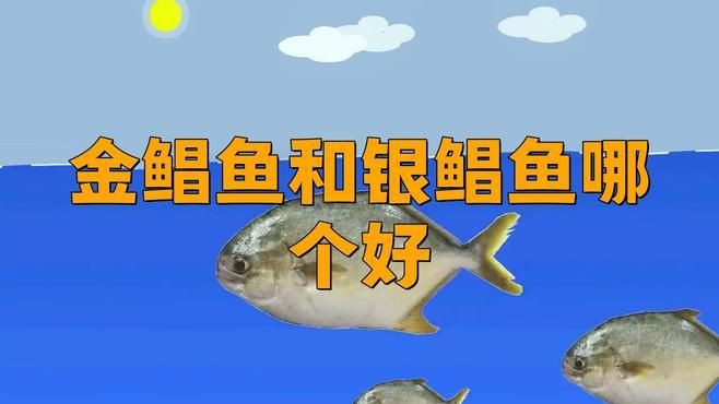 金鯧魚和銀鯧魚有什么區別 金鯧魚和銀鯧魚有什么區別 龍魚百科 第5張
