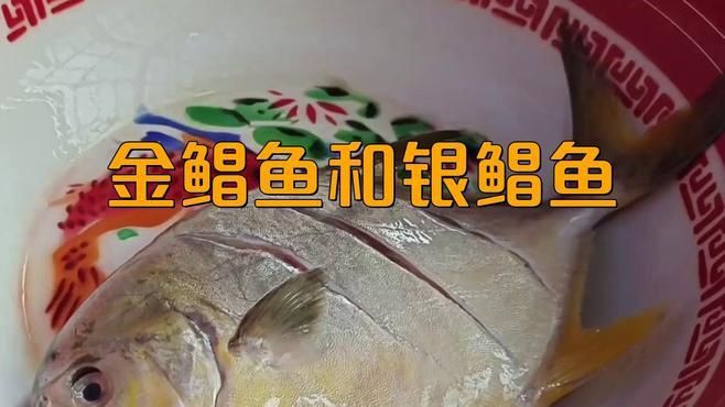 金鯧魚和銀鯧魚有什么區別 金鯧魚和銀鯧魚有什么區別 龍魚百科 第1張