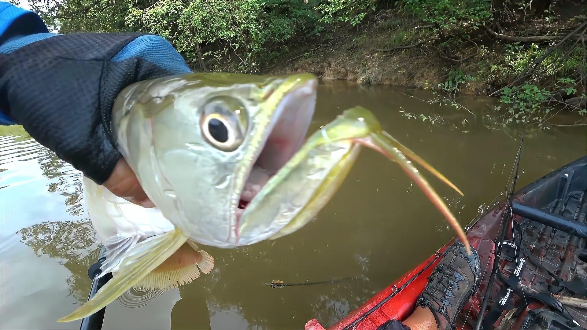 銀龍魚視頻大全集