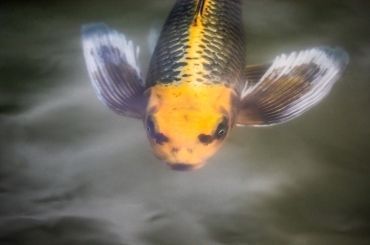 金龍魚怎么背：如何促進金龍魚快速爬背