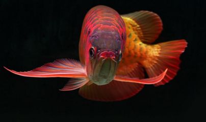 印尼辣椒紅龍魚怎么養(yǎng)：印尼紅龍魚怎么養(yǎng)印尼紅龍魚怎么養(yǎng)紅龍魚 印尼辣椒紅龍魚怎么養(yǎng)：印尼紅龍魚怎么養(yǎng)印尼紅龍魚怎么養(yǎng)紅龍魚 龍魚百科 第3張