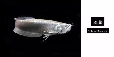 銀龍魚眼睛爛掉變成窟窿怎么辦(銀龍魚眼睛爛掉變成窟窿可能由多種原因引起) 龍魚百科 第4張 銀龍魚眼睛爛掉變成窟窿怎么辦(銀龍魚眼睛爛掉變成窟窿可能由多種原因引起) 銀龍魚眼睛爛掉變成窟窿怎么辦(銀龍魚眼睛爛掉變成窟窿可能由多種原因引起) 龍魚百科 第4張